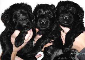 Щенки русского черного терьера ждут хозяев #583685