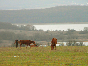 Продается участок в Россошанке (Байдарская долина,  Севастополь) - Крым #593308