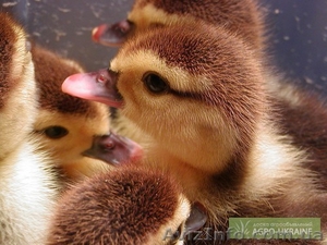 СГВК им.Мичурина #575910