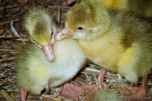 Добовий молодняк гусей #563391