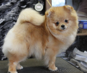 Померанский шпиц !!!! #574176