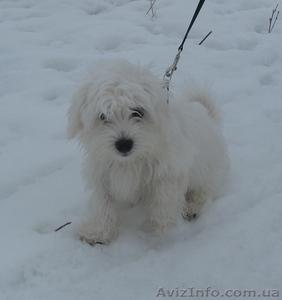 щенок мальтийской болонки #582240