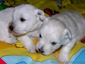 вест хайленд вайт терьер #51415