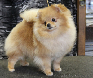 Продается мальчик. померанского шпица. Документы КСУ #542643