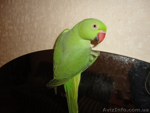 Ожереловый Попугай с клеткой #602277