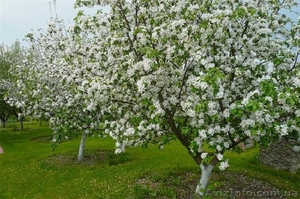 Продам  участок . ходосеевка. #580464