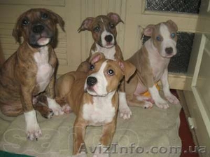 Элитные щенки амстаффа с родословной #577198