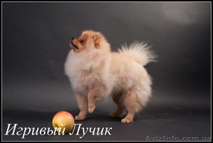 Померанец - самый маленький из шпицев,  #574180