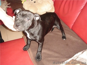 Девочка стаффордширского бультерьера #587227