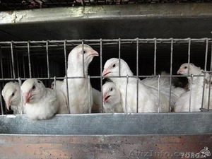 ПЕРЕПЕЛА мясояичних пород #568447