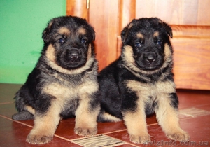 Продам уникальных щенков немецкой овчарки #600186