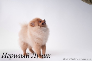 Померанец - самый маленький из шпицев, , , , . #574186