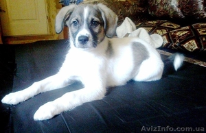 Отдается щенок (девочка) 7 месяцев, среднего размера.  #581481