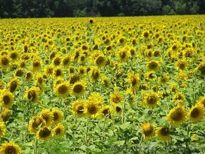 семенной материал подсолнечника. семена #584978