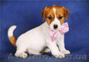 .Породные щенки Джек Расселов #583962