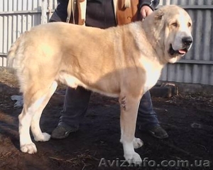 САО плановый помёт,  отличное качество,  знаменитые крови #568596