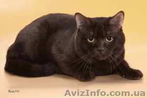 красивые котята породы шотл.вислоухая #573763