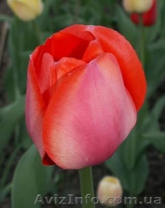 Продам тюльпаны!Куплю тюльпаны!Оптом в Киеве! #560546