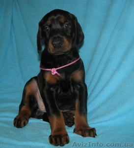 Породные щенки добермана #592306