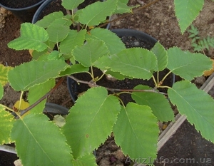 Береза Хозера Co 10  Ландшафтный дизайн, озеленение   #575732