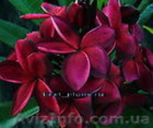 Семена экзотических тропических растений плюмерий 33 вида #579041