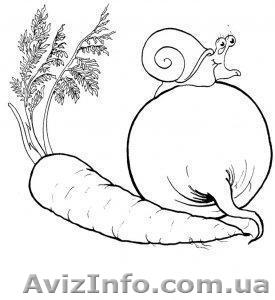 Продам нантського типу моркву та столовий буряк оптом. #604721