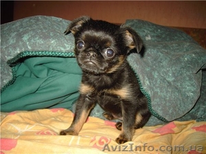  щенок пти-брабансона (малого брабансона) #595419