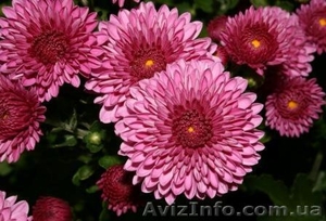 Хризантемы в Харькове свежие разные #569624