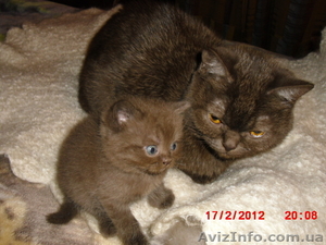 котики-муркотики из шотландии #575899