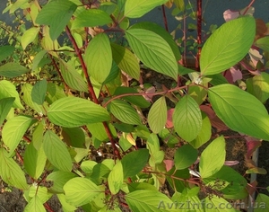 Дерен белый Aurea Co 2  Ландшафтный дизайн, озеленение   #575735