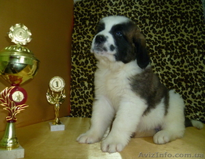 Щенки московской сторожевой с документами в Одессе #579033