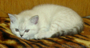 Девочка скоттиш страйт #575697