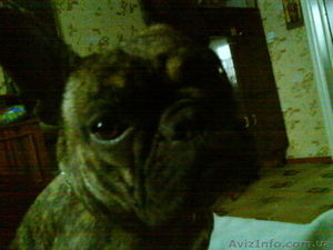 Очаровательные французские бульдоги. #568377