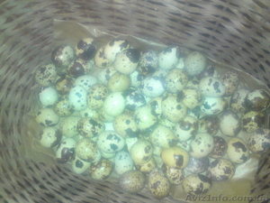 Продам перепелов, и яйца (фараоны, мраморные) #561637