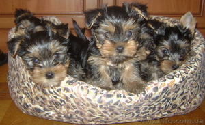 Очаровательные щенки Йоркширского терьера  #583888