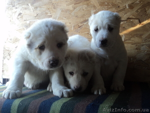 Щенки среднеазиатской овчарки. #565194