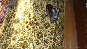 натуральные ковры. #584216