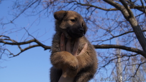 Отдам хороших щенков #602310