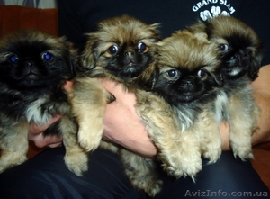 Продам замечательных щенков пекинеса #590286