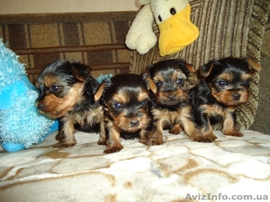 Лапочки Йорики  #584957