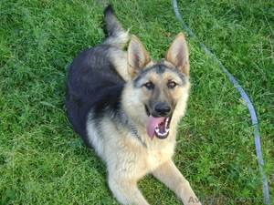 Отдам красивую немецкую овчарку #595047