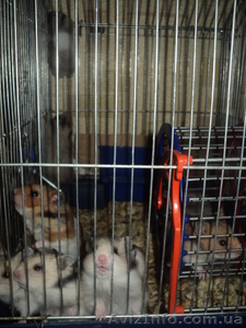 Продам хомяков по 8 грн #576034