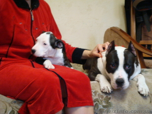 Высокопородные амстафтерьеры от титулованных родителей #603840