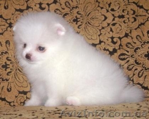 Миниатюрные шпицы эксклюзивного окраса #555502