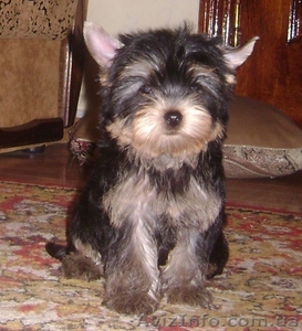 Йоркширский терьер,  кукольные девочки #498943