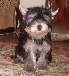 Девочки йоркширского терьера #589173