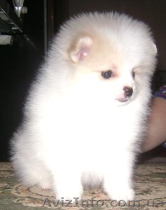 Померанский шпиц редкого окраса #589177