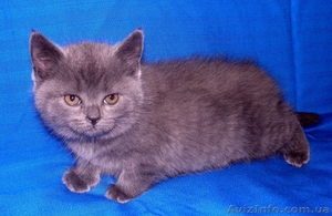 британская голубая кошечка #571144