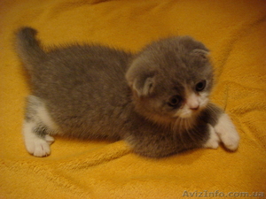 фолды и страйты биколор #575279