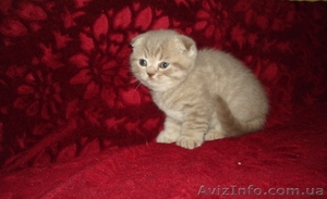 Шотландские вислоуухая кошечка!! #572296